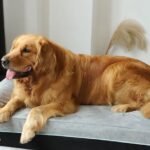 Orthopedic Dog Beds for Senior Dogs
