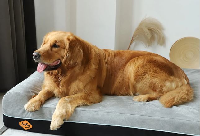 Orthopedic Dog Beds for Senior Dogs